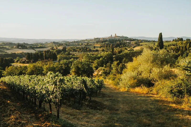 Vineyard-covered hills in Tuscany at sunset
